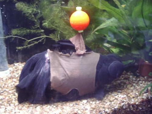 black goldfish