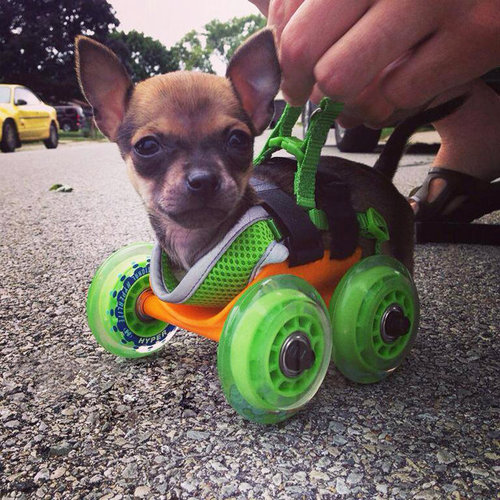 dog wheelchair