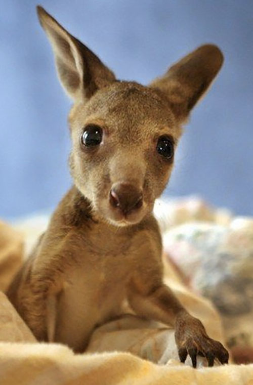 kangaroo 3