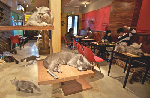 CatCafe 1