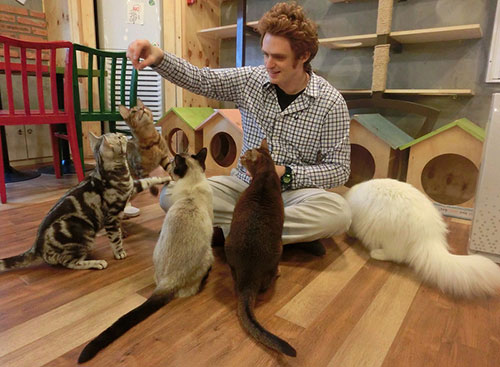 CatCafe 3