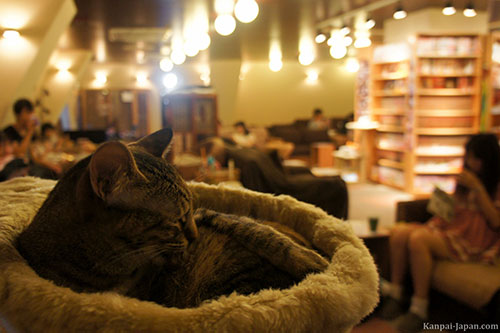 CatCafe 6