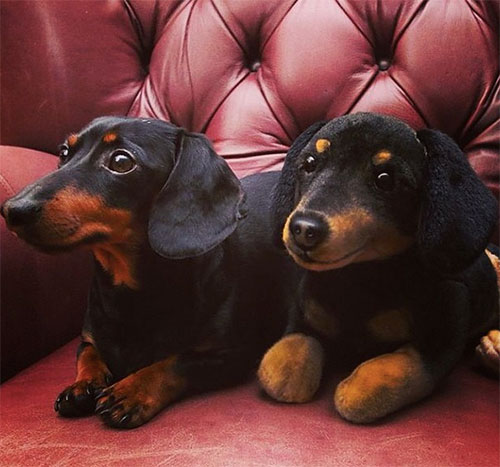 CuddleClone 5