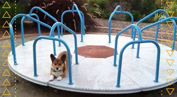 This Corgi on a Carousel is Dizzying Good Fun! [VIDEO]