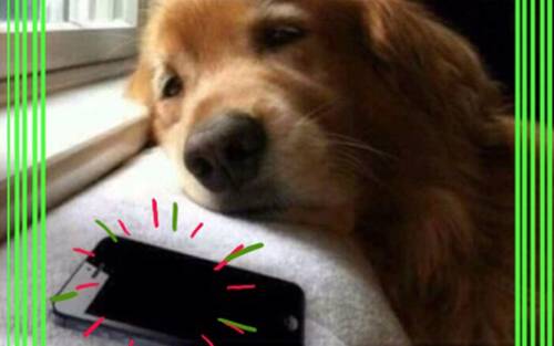 Mobile Mutt: Texting your dog while stuck at a holiday gathering