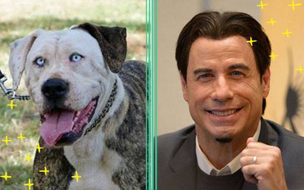13 Dogs Who Look Exactly Like Celebrities