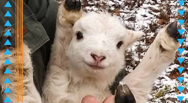 Celebrate the Chinese New Year with these 11 Wooly Animals