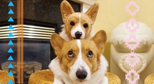 9 Pets With Their Cuddle Clone Twins
