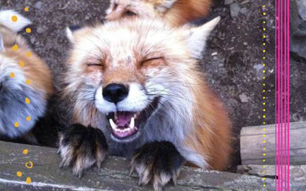 The Fox Says... Check Out This Japanese Fox Village