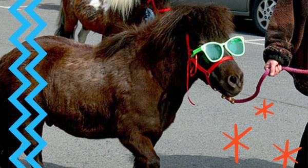 No Horsing Around - These Are The BEST Service Animals Ever