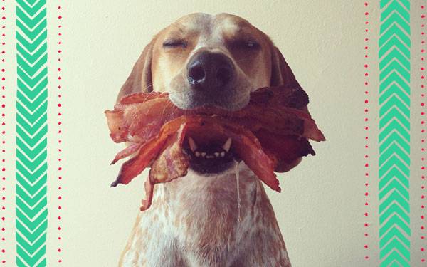 11 Dieting Pets Enjoying Their Cheat Day