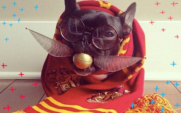 9 Potter Pets You Wish You Could Have in Real Life