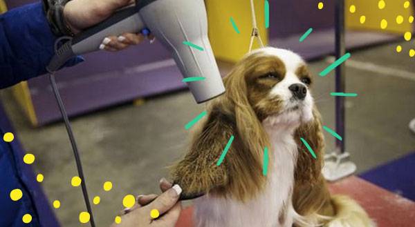 Recap: Westminster Dog Show 2015