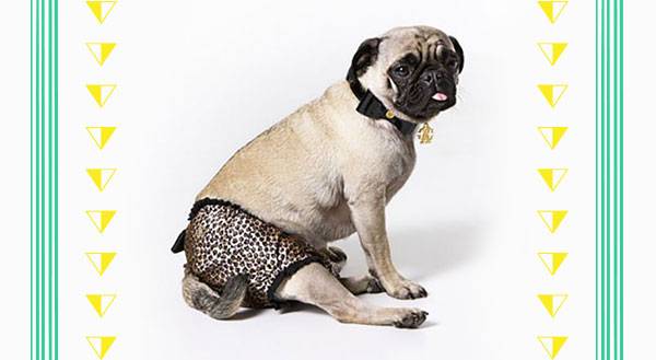 11 Ridiculously Expensive Accessories for Your Label Loving Pet