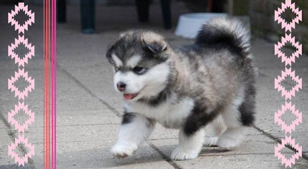 This Tiny Alaskan Malamute Puppy is the Cutest Thing You’ll See All Day [VIDEO]