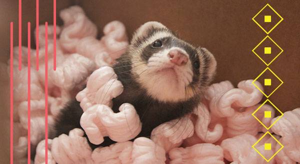 Kiddie Pool of Packing Peanuts = FERRET HEAVEN. [VIDEO]