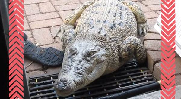 Meet Jilly, the Pet Crocodile! Yes, We're Serious. [VIDEO]