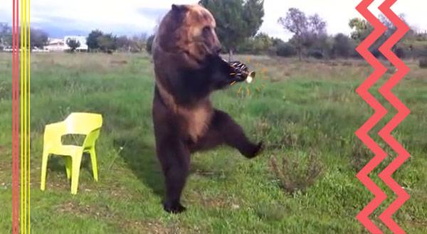 Cats Aren't the Only Musical Animals .... [Videos]