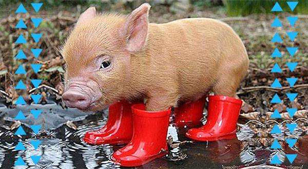 It's Raining Cats & Dogs! 11 Pets in their Cutest Rain Gear
