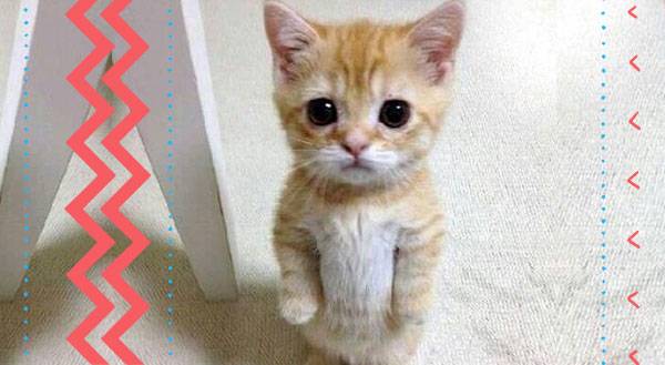 11 Cats Desperate to Understand The Standing on Two Legs Thing