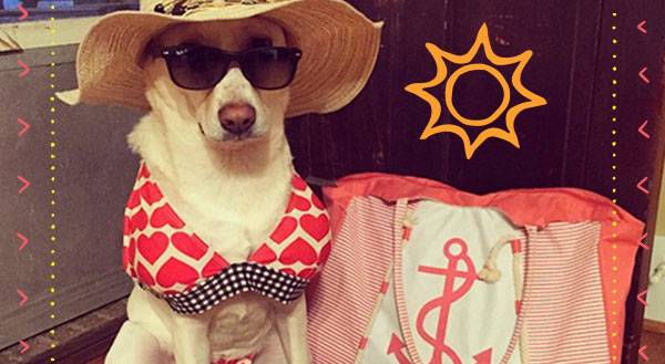 These 9 Pets Prove that Any Body Can Be Bikini Ready