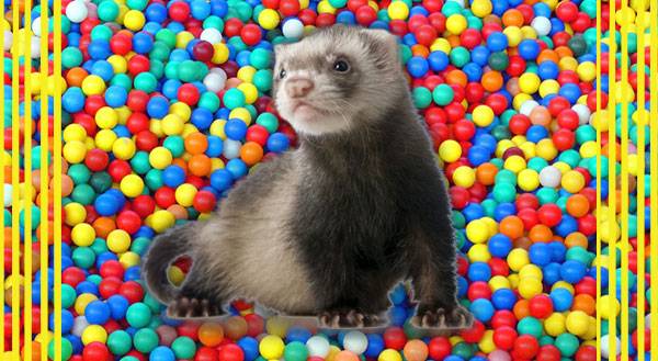 WATCH: Sexy Ferrets Frolic in a Bag o’ Balls!