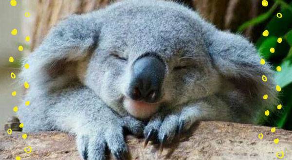 7 Ways Koalas Have It Better Than You