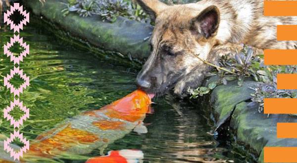 7 Inspiring Koi Ponds to Make Your Back Yard Fish-tastic