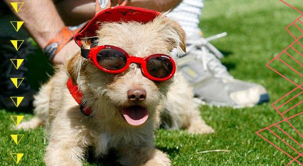 7 Pets Rocking Shady Summer Styles