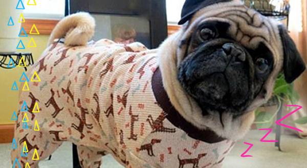 All for Onesies! 13 Adorable Pets in Pajamas
