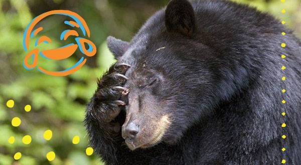 WATCH: Bears Dance, Get In Touch With Their Wild Side!