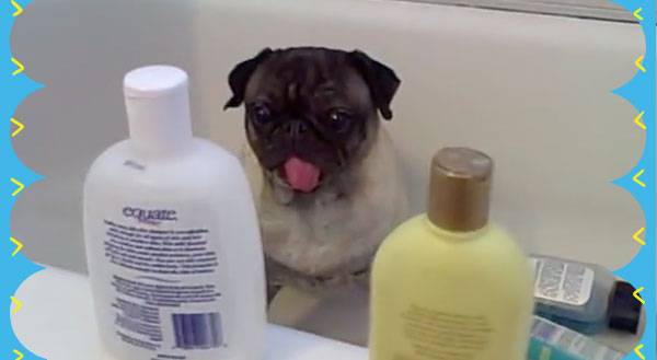 Sharp Shooting Pug is a Bathtub Destroyer [VIDEO]