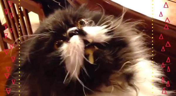 Warm Weather Warning: Cats Get Brain Freeze Too [VIDEO]
