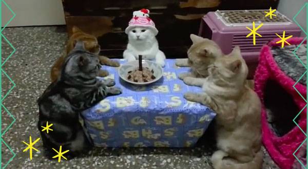 You HAVE to See These Cats Having a Hello Kitty Birthday Party
