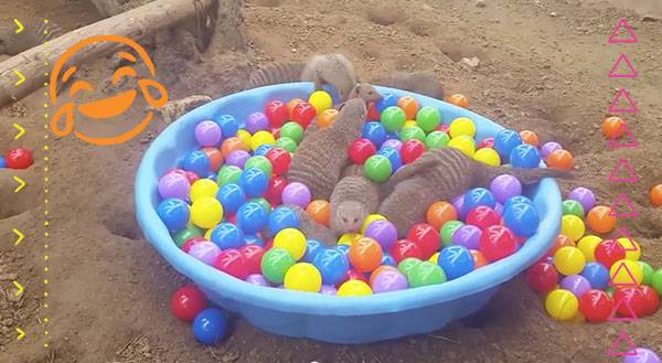 Who Knew Chuck E Cheeses Opened A Ball Pit For Mongooses Freak 4