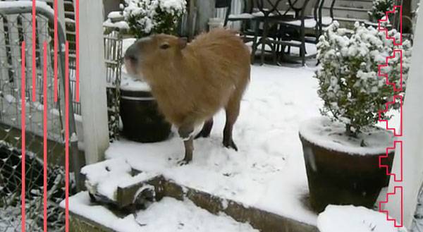 Look at this Capybara Get Cold Feet!