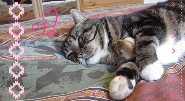 When a Cat and a Chick Canoodle… [VIDEO]