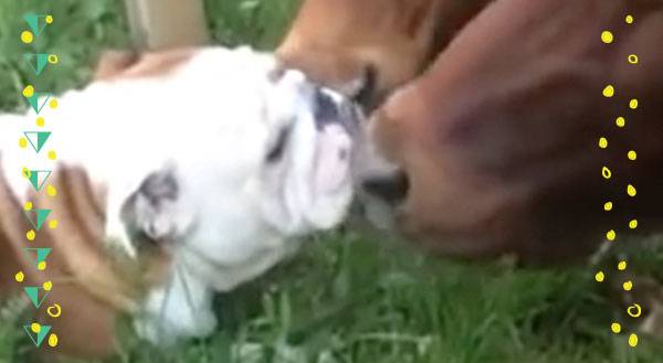 WATCH: Bulls. Bulldogs. Same Kinda Different, Amiright?