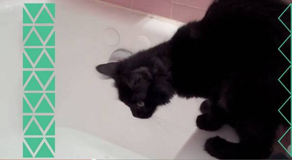 Cat Curses Curiosity After Bad Bathtub Experience! [VIDEO]