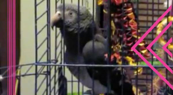 WATCH: The Bird Bickersons Go OFF!