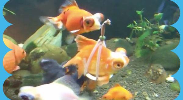 WATCH: Differently-Abled Goldfish Swims With a Harness!