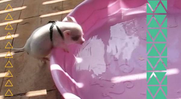 Beat the Summer Heat With Hamlet the Mini-Pig! [VIDEO]