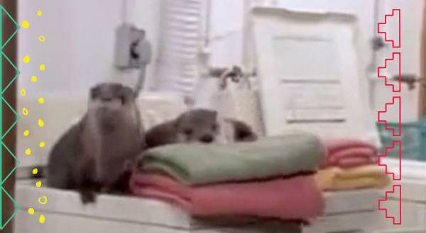 Otters as Household Pets? Yup… and They Do Laundry![VIDEO]
