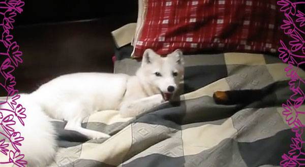 Watch This Beautiful Arctic Fox Playing Fetch!