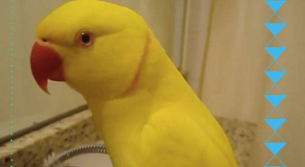WATCH: Bowie the Bird Wants You to "Smile!"