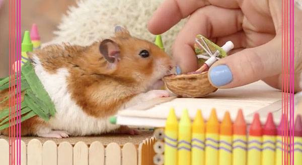 Watch This Tiny Hamster Throw Down Coconut Mixers Like a BOSS