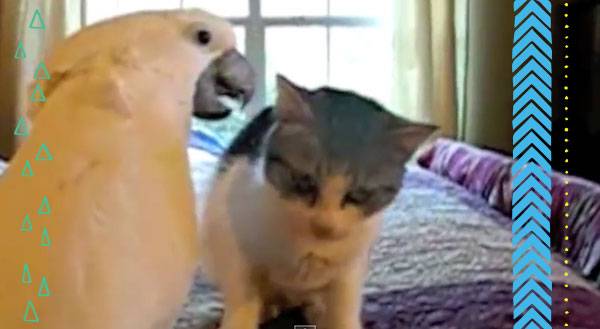 Dayum, Son! Sexy Parrot Puts The Moves on a CAT! [VIDEO]