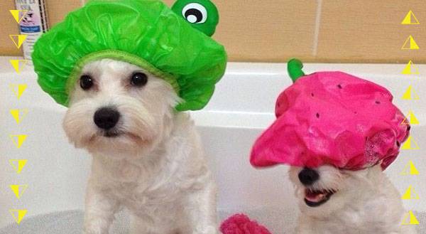 These 9 Pets are Ready for Bath Time...Well, Some of Them are!
