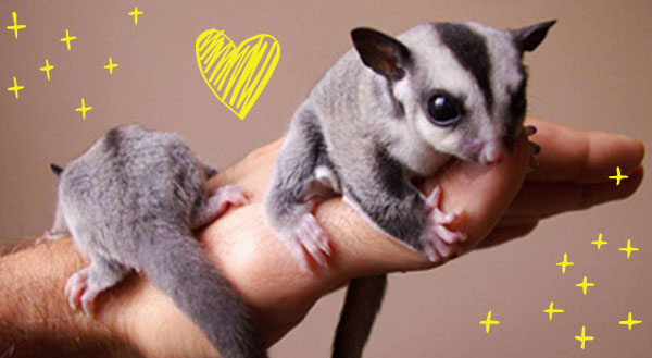 9 Reasons Sugar Gliders are the Sweetest Pets Ever