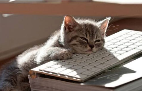 FridayCats 4